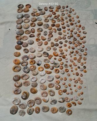 occhi di santa lucia