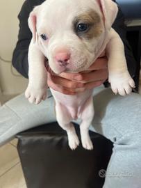 American bully poket