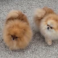 Spitz di pomerania femmine