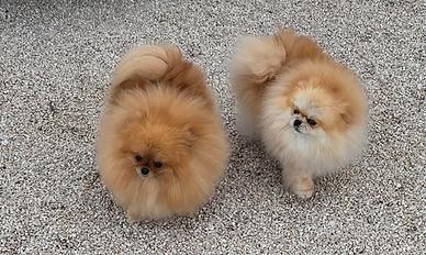 Spitz di pomerania femmine