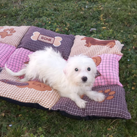 Cucciolo di maltese toy