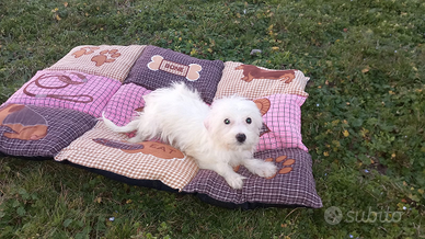 Cucciolo di maltese toy