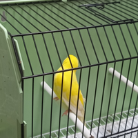 Canarino gialli maschio