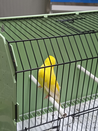 Canarino gialli maschio