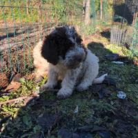 Lagotto