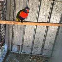 Lory arcobaleno molluccano