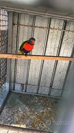 Lory arcobaleno molluccano