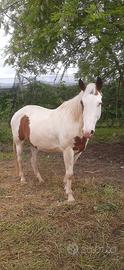 Cavallo incrocio paint