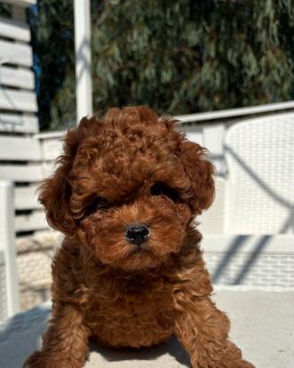 Shih Poo disponibili