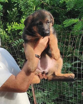 Cucciola femmina pastore tedesco
