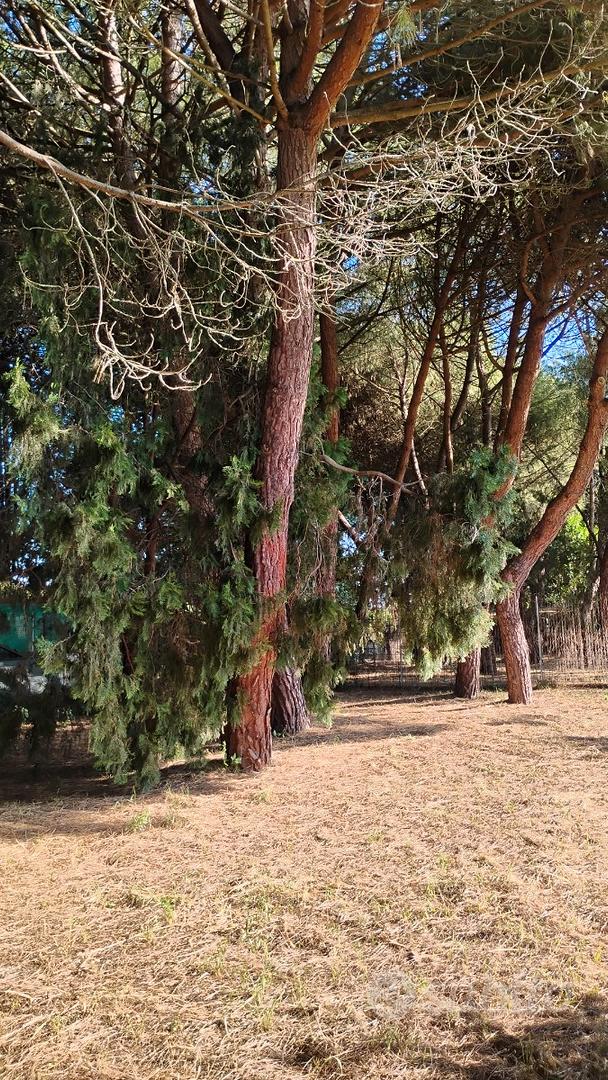 Terreno fra Cervia e Cesenatico - Vista 2