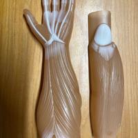Clementoni Pezzi Corpo Umano Anatomia