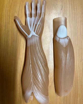 Clementoni Pezzi Corpo Umano Anatomia