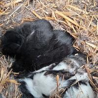 Coniglietti testa di leone