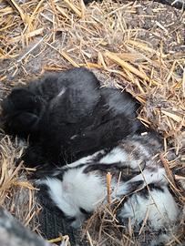 Coniglietti testa di leone