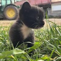 Gatto incrocio Maine coon