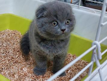 Scottish fold è straight