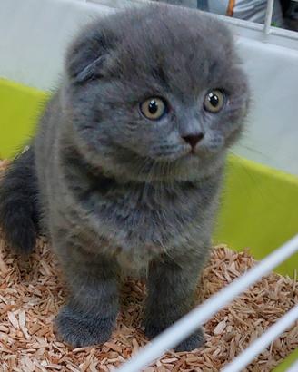 Scottish fold è straight