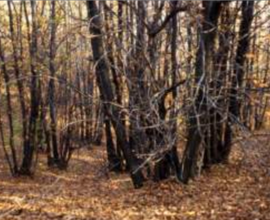 Terreno agricolo con bosco pronto al taglio