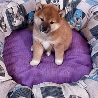 Shiba con PEDIGREE