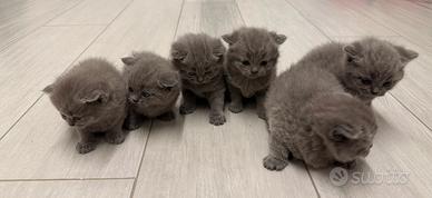 Cuccioli Scottish Stright