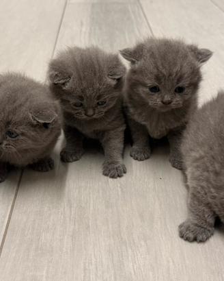 Cuccioli Scottish Stright