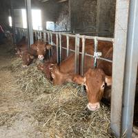 Vitelli limousine originali e charolee