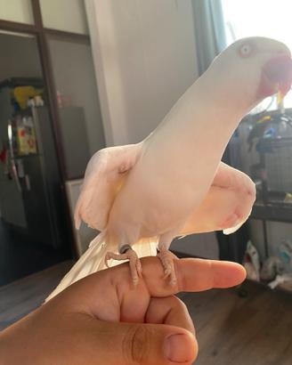 Parrocchetto dal collare