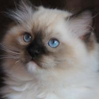 Cuccioli razza RAGDOLL con pedigree