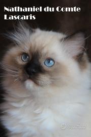Cuccioli razza RAGDOLL con pedigree