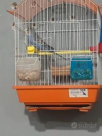 Cocorito, coniglio nano e ariete leggi