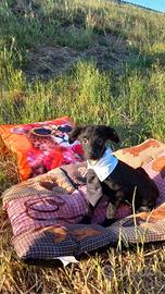 Incrocio tra cocker e barboncino nano