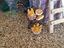 Immagine 4