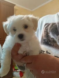 Maltipoo