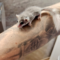 Minighiro africano coda bianca