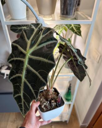 Alocasia polly in semi idroponica