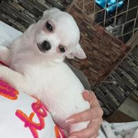 Cucciolo Chihuahua