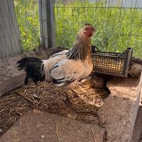 Gallo sassex