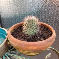 Pianta Mammillaria