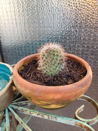 Pianta Mammillaria