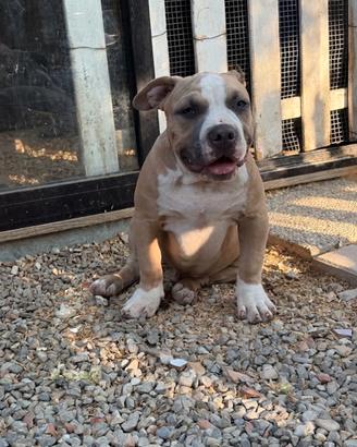 American bully pocket