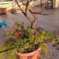 pianta di 15 anni Albero prugne rosse