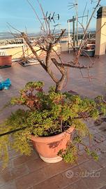 pianta di 15 anni Albero prugne rosse