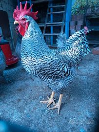 Gallo Amrocks