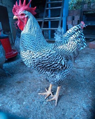 Gallo Amrocks