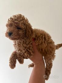 Barboncini toy e minitoy