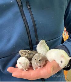 Criceti russi,leming