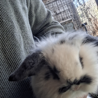 Coniglio nano ariete