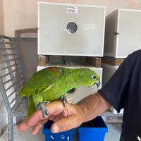 Pappagalli Amazzone Fronte Gialla