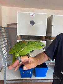 Pappagalli Amazzone Fronte Gialla